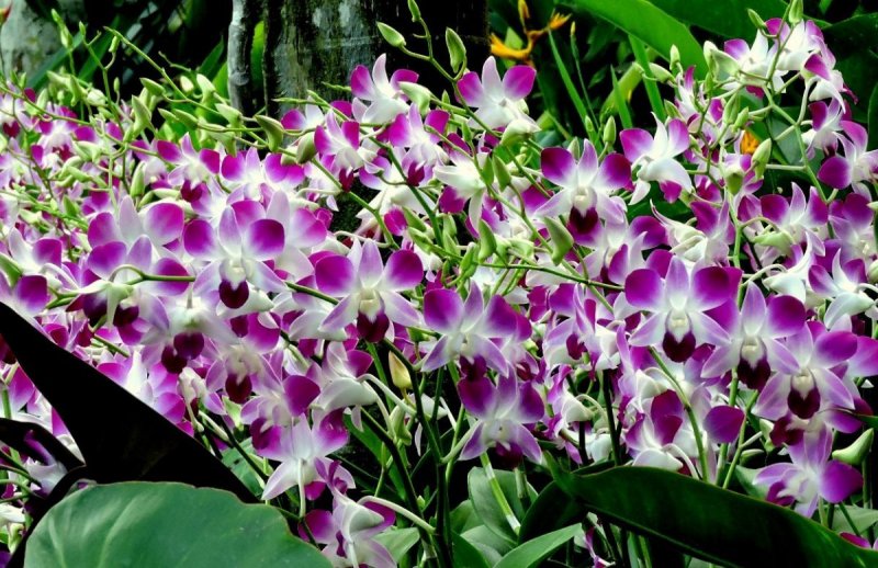 Сингапурский орхидейный сад