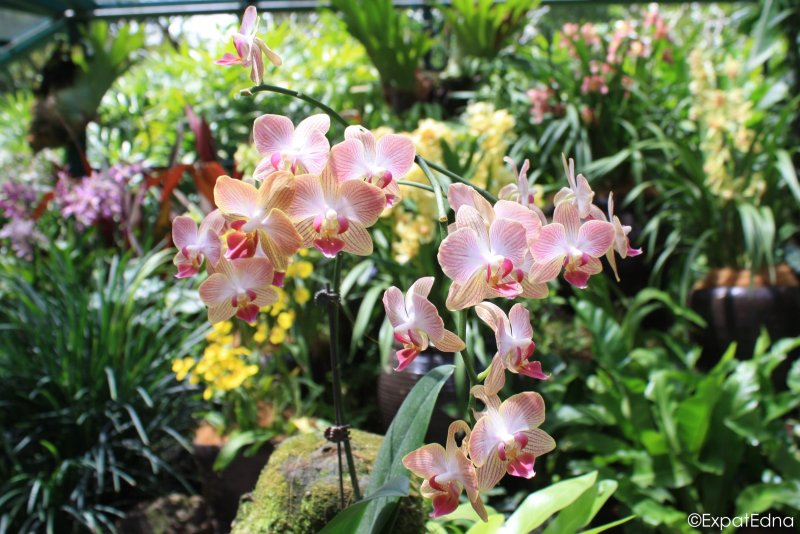 Орхидея Гарден