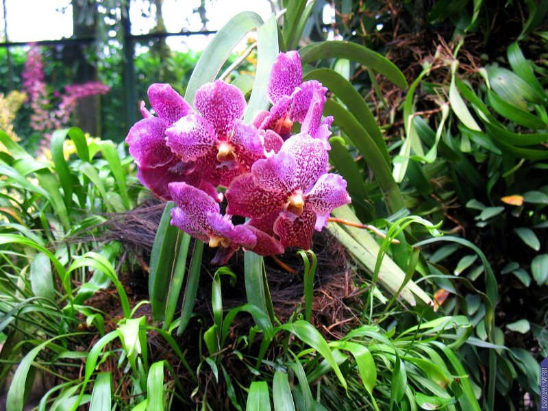 Мадейра парк орхидей