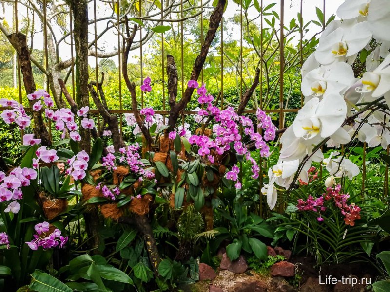 Национальный парк орхидей в Сингапуре