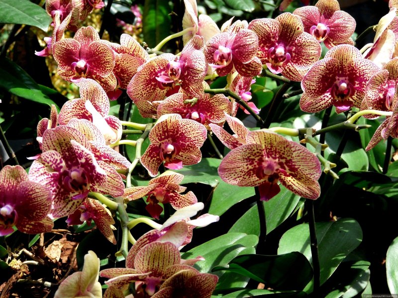 Национальный сад орхидей Индия