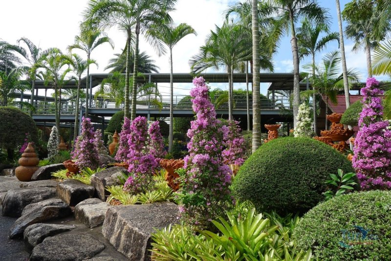 Тропический парк Нонг Нуч Таиланд сад орхидей
