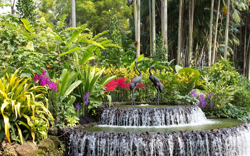 Сингапурский Ботанический сад деревья