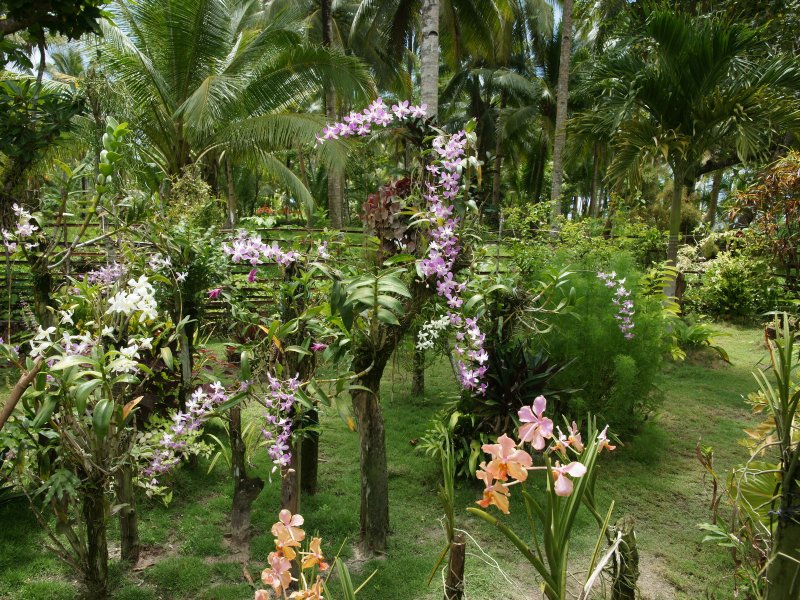 Орхидеи в тропиках