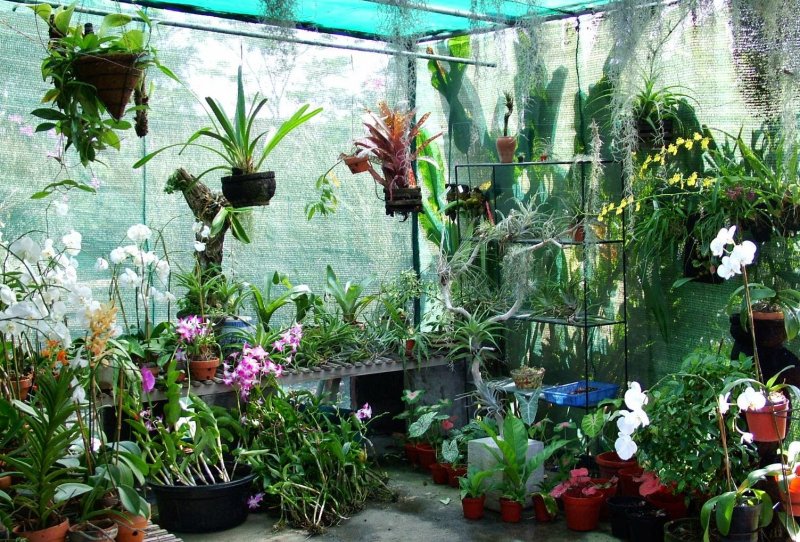 Орхидеи Бали ботаник Гарден-Сити