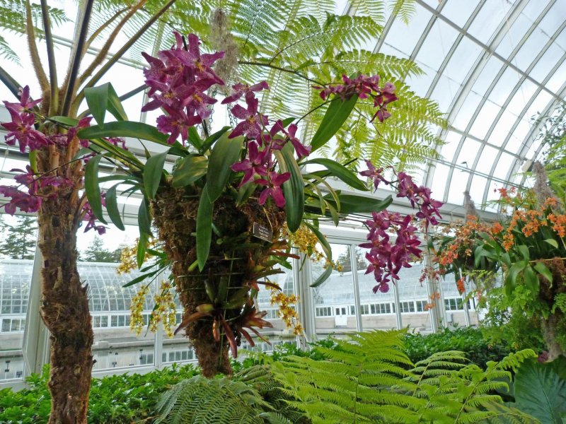 Монреальский Ботанический сад орхидей