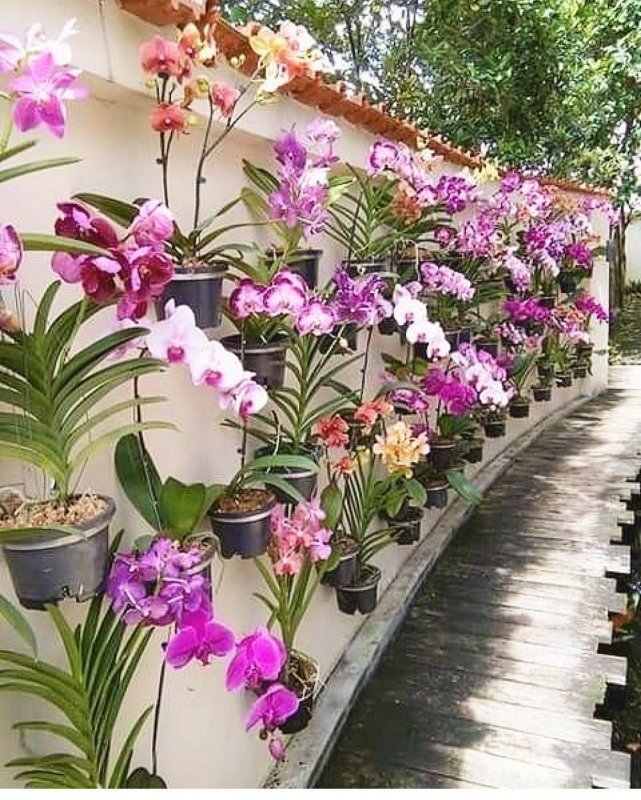 Садовая Орхидея