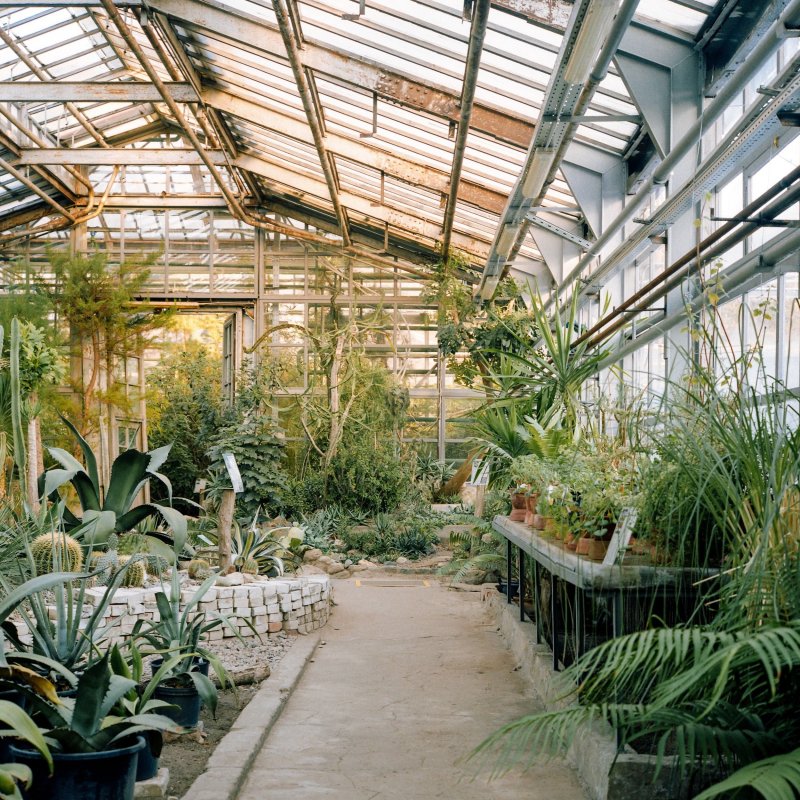 Главный Ботанический сад оранжерея