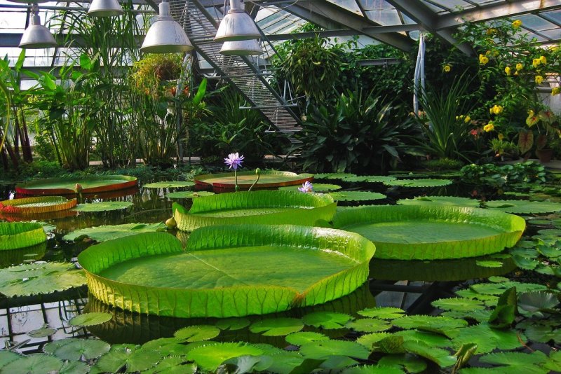 Phipps Conservatory and Botanical Gardens Питтсбург