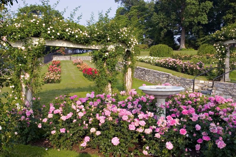 Парк тюльпанов в Голландии Кекенхоф