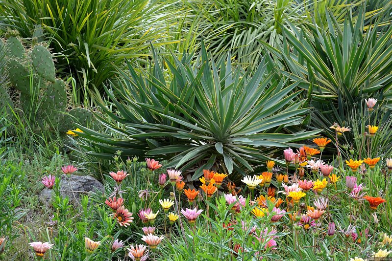 Райский сад Никитского ботанического сада