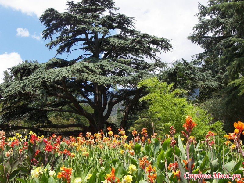 Никитский Ботанический сад Ялта хризантемы