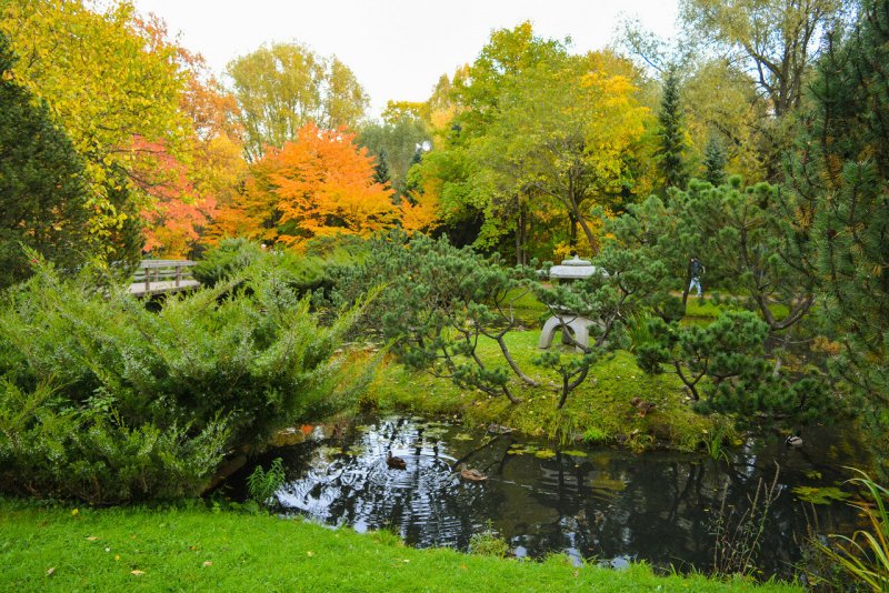 Японский сад в Ботаническом саду в Москве осенью