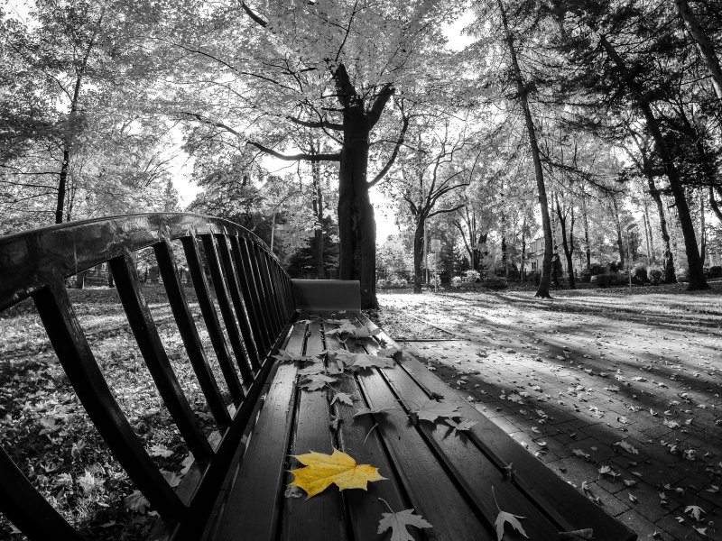 Осенний парк черно-белые