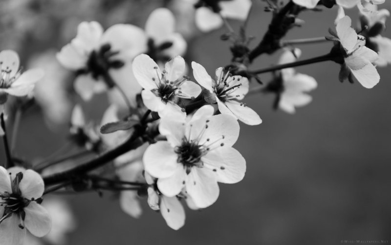 Цветы в черно белом цвете