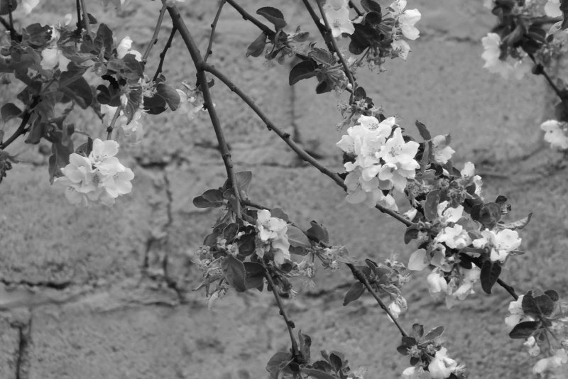Весна в черно белом цвете