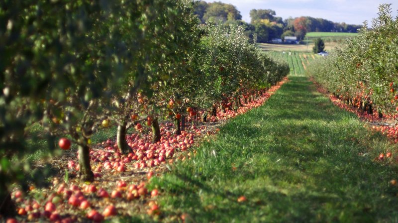 Яблочные плантации Нормандии