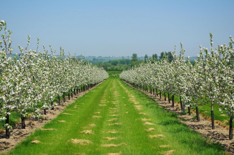 Херефордшир яблоневые плантации