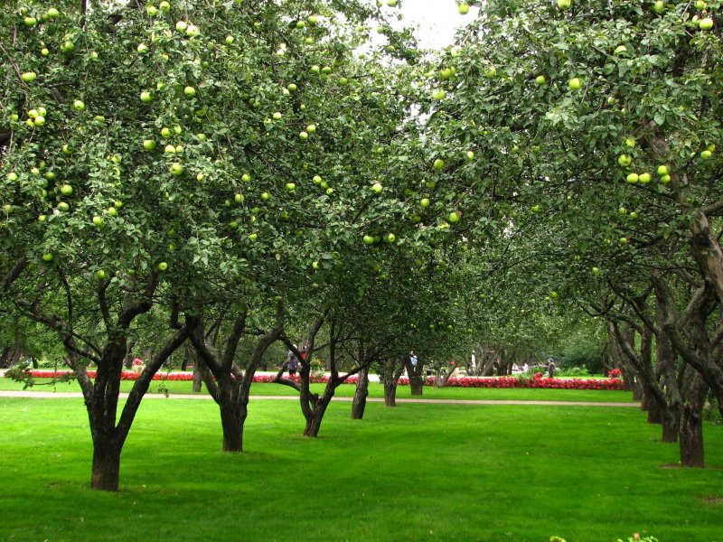 Яблоневый сад парк фруктовый сад