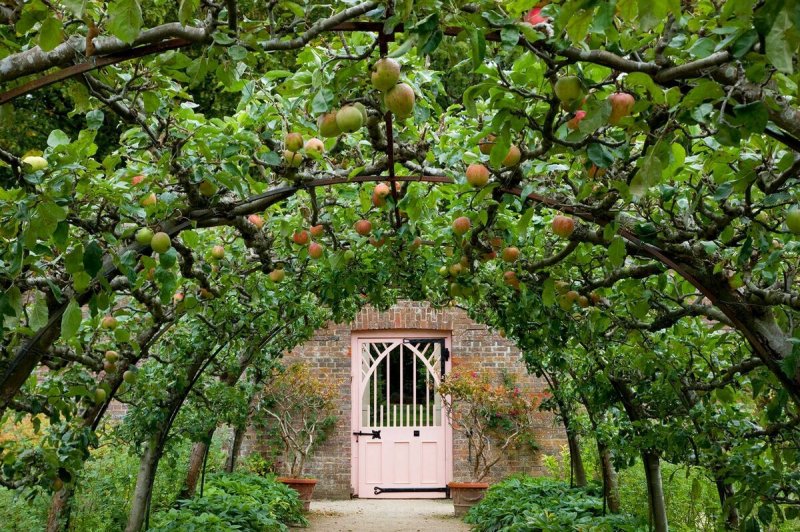 Шпалерный сад яблони