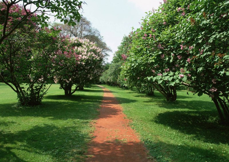 Парк с плодовыми деревьями