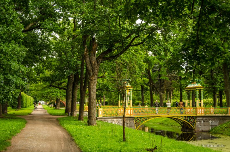 Пушкин Александровский парк дубовая аллея