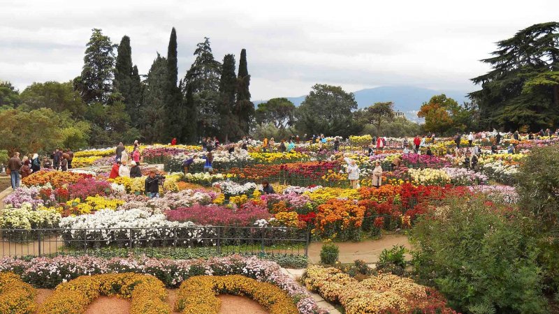 Никитинский Ботанический сад хризантемы