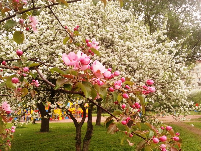 Ясная Поляна Яблоневый сад цветение
