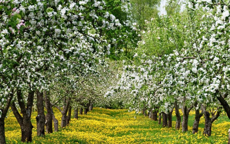 Яблоневый сад Балашиха