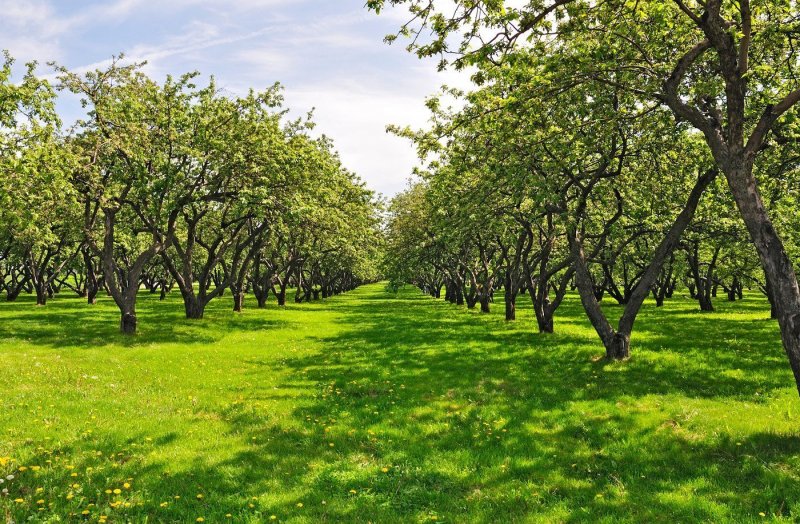 Коломенское Яблоневый сад яблоки