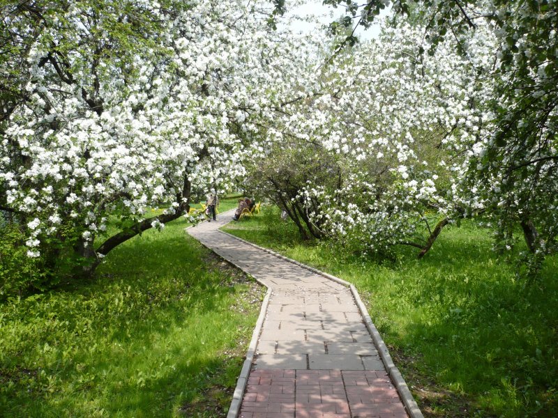 Яблоневый сад Санкт-Петербург