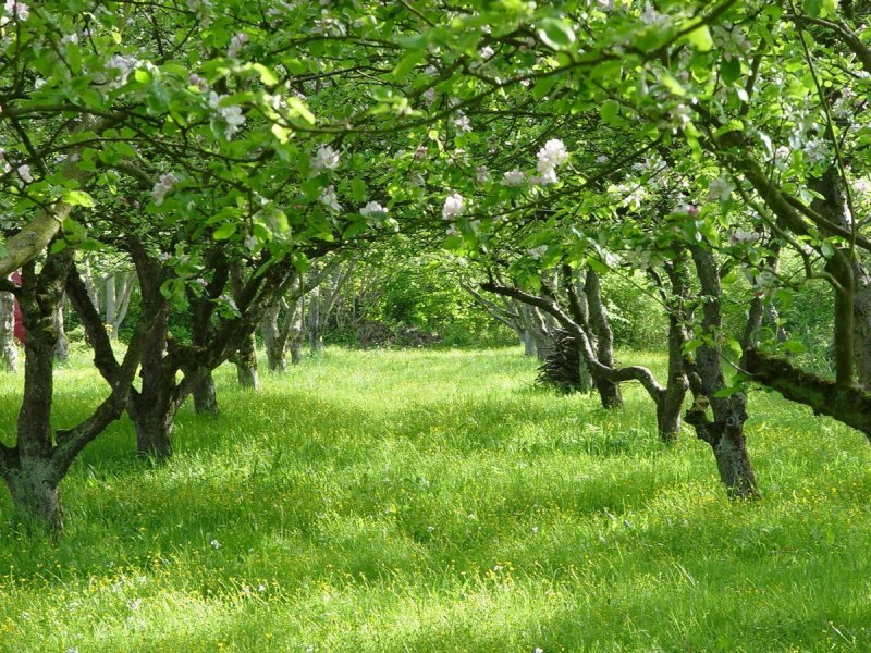 Яблоневый сад Вологда