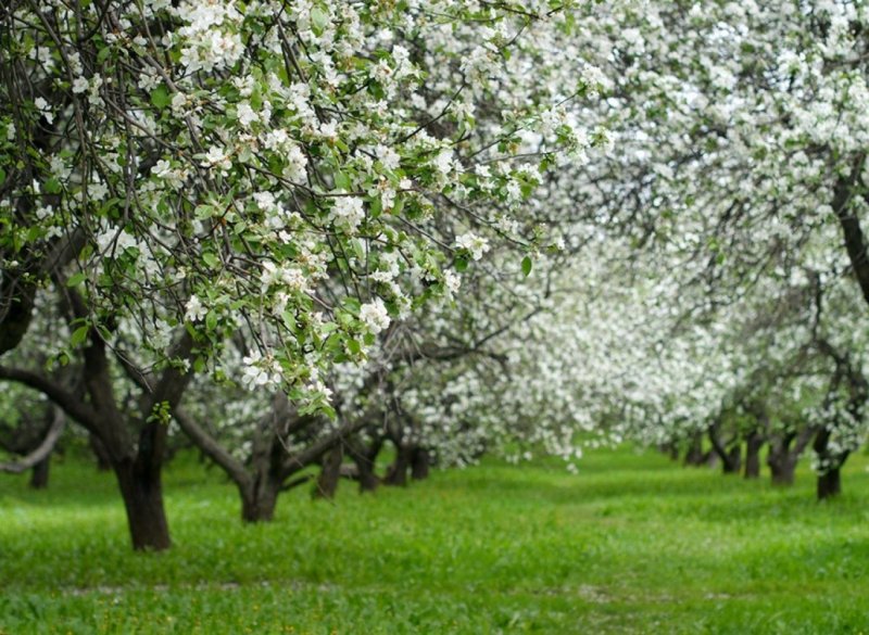 Яблоневый сад на Кутузовском проспекте