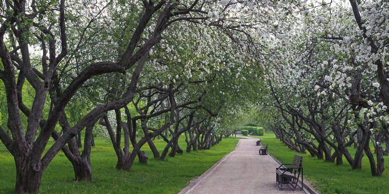 Яблоневый сад в Коломенском 2022