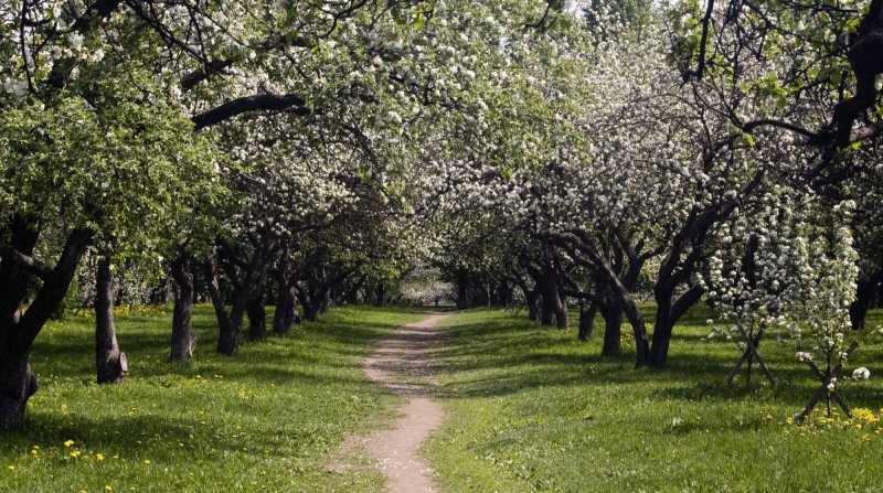 Яблоневый сад Курск