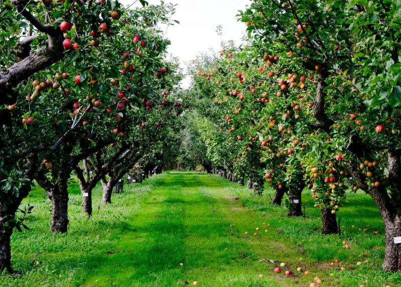 Интенсивный сад яблоня