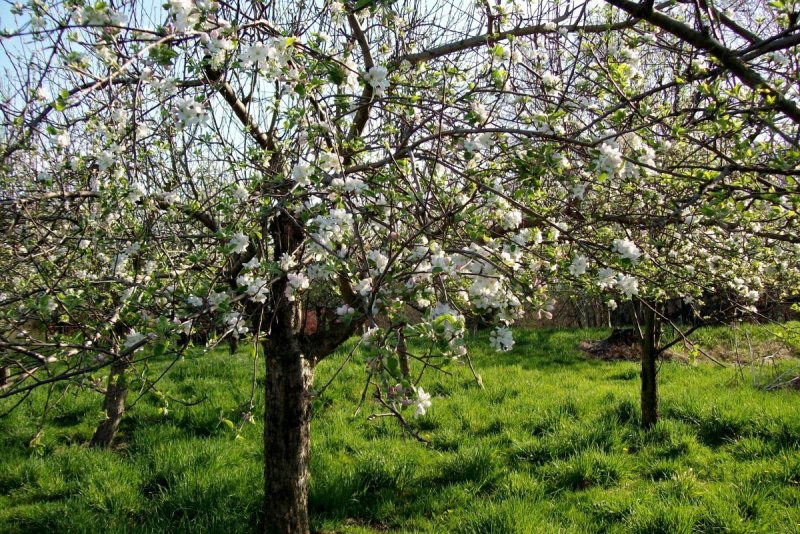 Цветущий Яблоневый плодовый сад