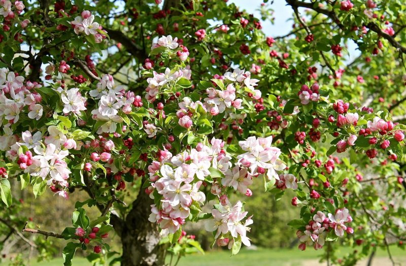 Яблоневый сад цветет