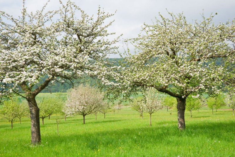 Яблоневый сад деревья