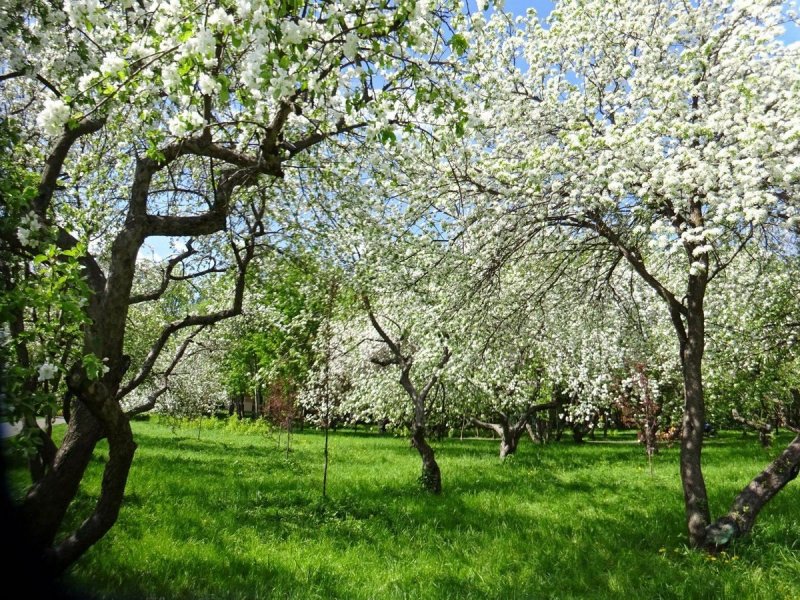 Ясная Поляна Яблоневый сад цветение