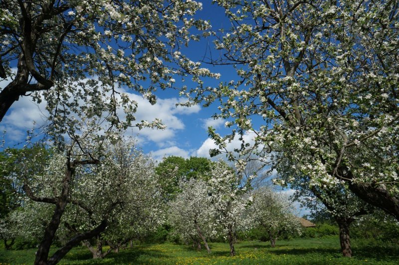 Ясная Поляна яблони цветут