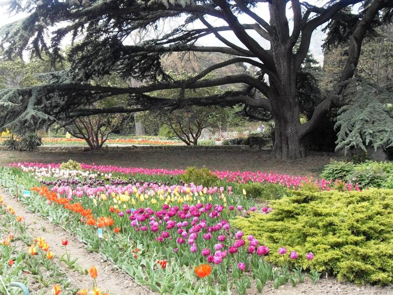 Весна в Никитском Ботаническом саду