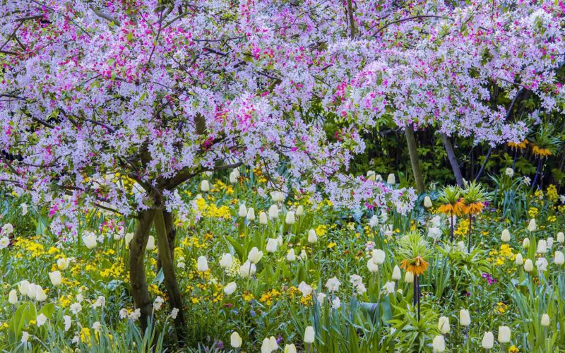 Клод Моне - Весна (цветение фруктовых деревьев)