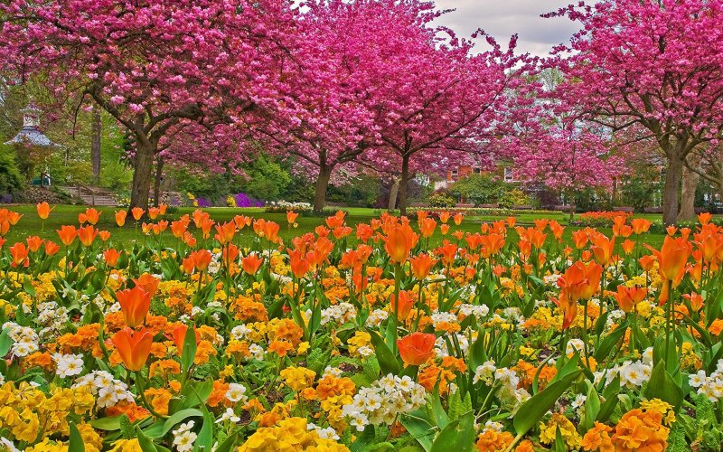 Парк Асикага тюльпаны