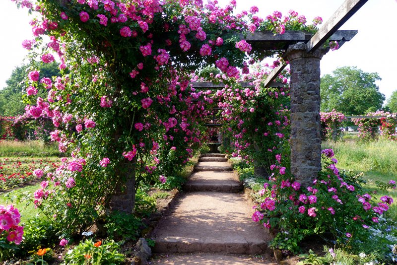 Ботанический сад плетистые розы