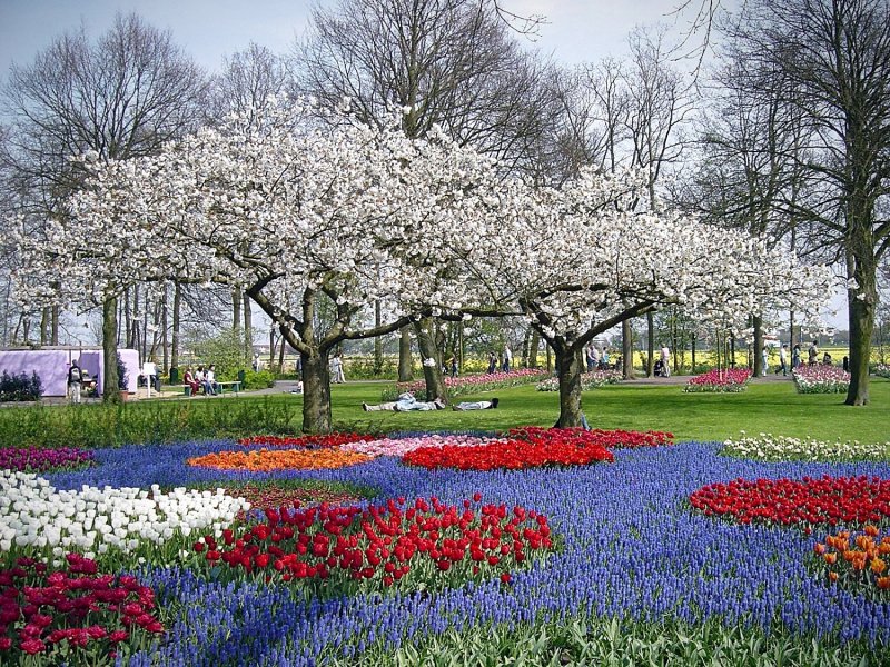 Кёкенхоф парк цветов Весна