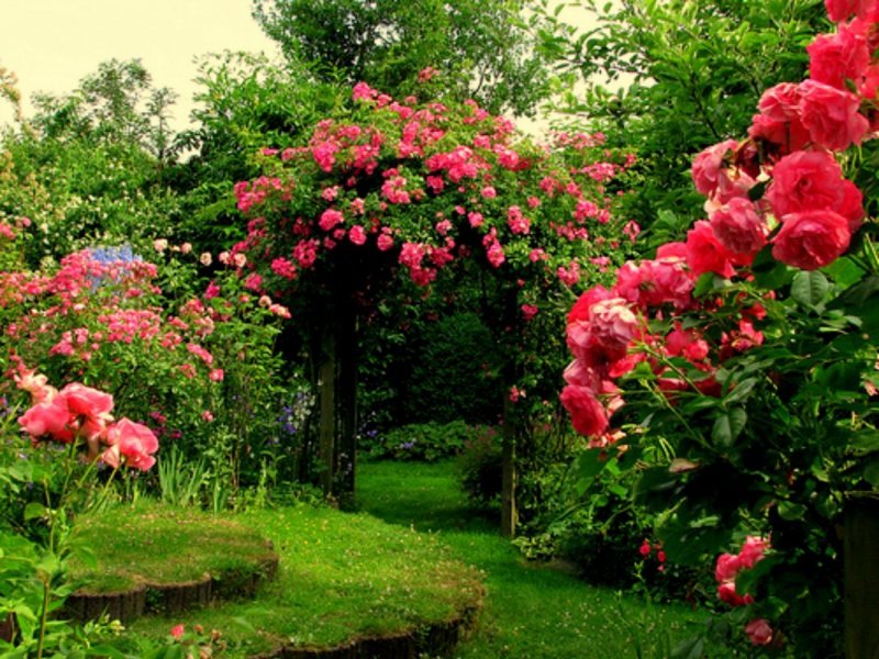 Розарий в летнем саду