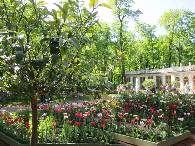 Ботанический сад Санкт-Петербург Аптекарский