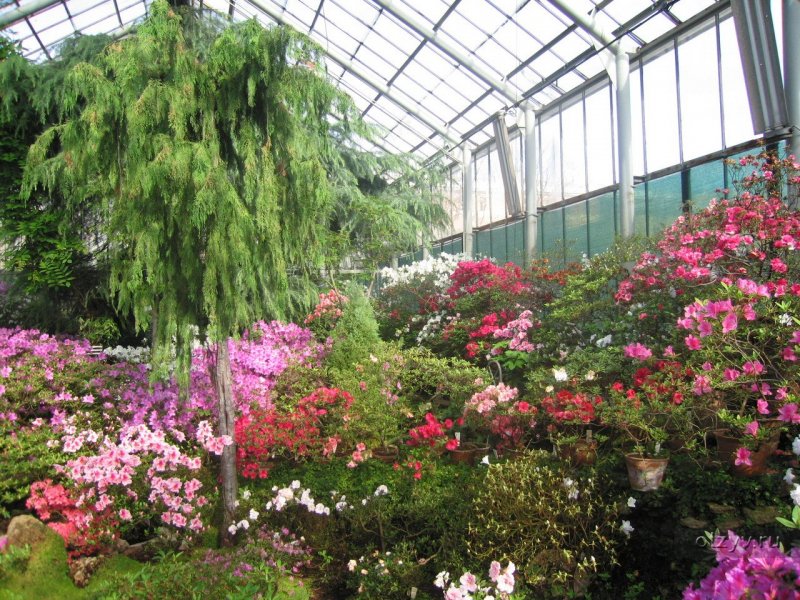 Ботанический сад Цицина оранжерея