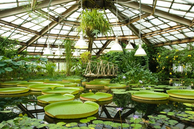 Ботанический сад Санкт-Петербург Дендрарий